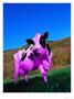 Purple Cow In A Field by Lynn M. Stone Limited Edition Pricing Art Print