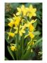 Narcissus, Tete-A-Tete, February by Mark Bolton Limited Edition Print