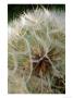 Tragopogon Porrifolius (Salisfy), Close-Up Of Seed Head by Fiona Mcleod Limited Edition Print