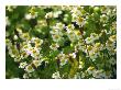 Feverfew Tanacetum Parthenium Poppy Seedheads by Mark Bolton Limited Edition Print