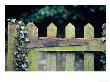 Wooden Gate With Ivy (Hedera) December by Andre Jordan Limited Edition Pricing Art Print