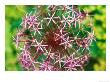 Allium Christophii, Close-Up Of Purple Flower Head by Lynn Keddie Limited Edition Print