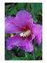 Hibiscus Syriacus, Russian Violet (Rose Of Sharon), With Raindrops by Mark Bolton Limited Edition Print