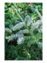 Abies Pinsapo Glauca Close-Up Of Evergreen Foliage by Mark Bolton Limited Edition Print