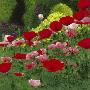 Coquelicots by Jordane D. Grux Limited Edition Pricing Art Print