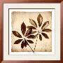 Cassava Leaves by Michael Mandolfo Limited Edition Pricing Art Print