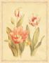 Tulips And Butterflies Ii by Danhui Nai Limited Edition Print
