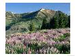 Spur Lupine And Subalpine Firs, Marys River Peak, Humboldt National Forest, Nevada, Usa by Scott T. Smith Limited Edition Print