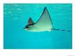 Sting Ray, Sea World, Gold Coast, Queensland, Australia by David Wall Limited Edition Pricing Art Print