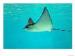 Sting Ray, Sea World, Gold Coast, Queensland, Australia by David Wall Limited Edition Print