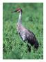 Sandhill Crane, Myakka River State Park, Florida, Usa by Charles Sleicher Limited Edition Print