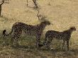 A Cheetah, Acinonyx Jubatus, And Her Cub In The Shade by Beverly Joubert Limited Edition Print