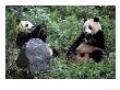 Giant Panda Bears Playing, Sichuan, China by Lynn M. Stone Limited Edition Print