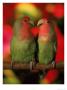 Two Parrots Perched On A Branch by Henryk T. Kaiser Limited Edition Print