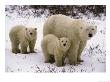Polar Bear With Two Cubs, In The Winter by Bonnie Lange Limited Edition Print