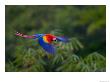 Colorful Scarlet Macaw (Ara Macao) In Flight Over Green Forest by Roy Toft Limited Edition Print