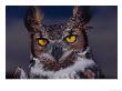 Great Horned Owl by Russell Burden Limited Edition Pricing Art Print
