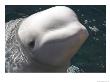 A Beluga Whale Looks At The Camera by Taylor S. Kennedy Limited Edition Pricing Art Print