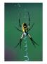 Garden Spider by David Davis Limited Edition Pricing Art Print