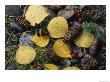 A Fall Color Mosaic Of Aspen Leaves, Spruce Cones, And Berries by Rich Reid Limited Edition Print