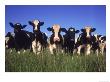 Holstein Dairy Cows, Wi by Mark Gibson Limited Edition Print