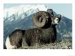 Rocky Mountain Bighorn Sheep, Jasper National Park by Lynn M. Stone Limited Edition Pricing Art Print