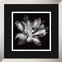 Radiant Tulip Iii by Donna Geissler Limited Edition Print