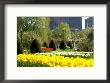Public Gardens, Boston, Ma by Kindra Clineff Limited Edition Print