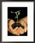 Hands Holding Seedling by Ken Wardius Limited Edition Print