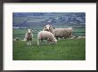 Sheep In Field, Isle Of Man, Uk by Michele Burgess Limited Edition Print