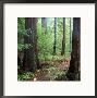 Redwood Grove, Northern Ca by David Porter Limited Edition Print