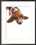 Bassett Hound With Soulful Expression by Henryk T. Kaiser Limited Edition Print
