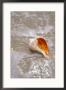 Conch Shell On Beach by Eric Kamp Limited Edition Print