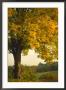 Road Bikes Leaning Against Maple Tree by Robert Houser Limited Edition Print