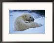 A Polar Bear Snuggles Up With Her Cubs by Paul Nicklen Limited Edition Print