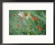 Crimson Columbines Above The Columbia River Gorge by Phil Schermeister Limited Edition Print