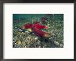 Sockeye Salmon, Also Called Red Salmon by Paul Nicklen Limited Edition Print