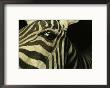 Close View Of Zebra Face by Steve Winter Limited Edition Print