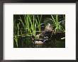 A Male Wood Duck Swims Past Its Mate Perched On A Log by Raymond Gehman Limited Edition Print
