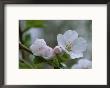 Close View Of A Cluster Of Cherry Blossoms In Rock Creek Park by Taylor S. Kennedy Limited Edition Print