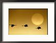 Snow Geese Flying By The Sun At Twilight by Joel Sartore Limited Edition Pricing Art Print