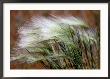 Prairie Grass by Raymond Gehman Limited Edition Print