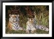 A Portrait Of Two Captive Siberian Tigers by Dr. Maurice G. Hornocker Limited Edition Print