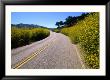 Highway 25 Lined With Mustard Hedges, Pinnacles National Monument, Usa by John Elk Iii Limited Edition Print