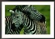 Burchells Zebras by Chris Johns Limited Edition Pricing Art Print