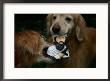 Golden Retrievers Tear Apart An Osama Bin Laden Chew Toy by Stephen St. John Limited Edition Print