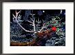 Rudolph With Your Nose So Bright, At Tivoli Gardens, Denmark by Keenpress Limited Edition Print