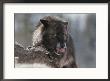 Gray Wolf Licks Its Lips While Feasting On Mule Deer by Jim And Jamie Dutcher Limited Edition Print