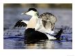 Eider, Adult Male On Water Flapping Wings, Norway by Mark Hamblin Limited Edition Print