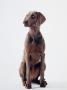 Weimaraner Dog Sitting by Holger Winkler Limited Edition Print